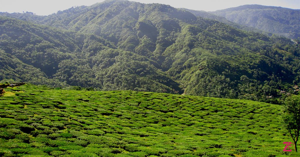 tea-garden darjeeling