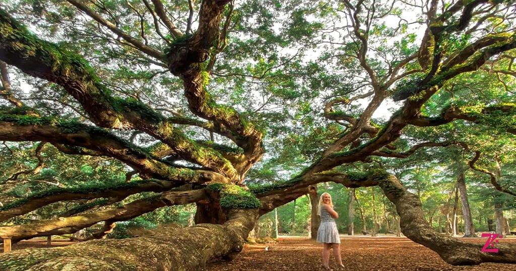 ngel Oak Tree Charleston