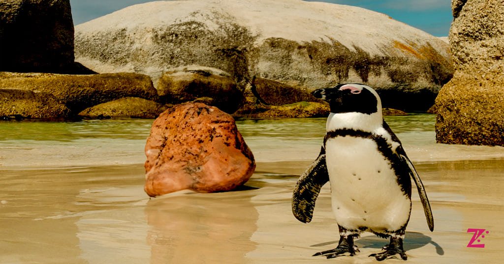Boulders Beach Cape town